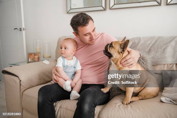 father and son sitting on the sofa with their french bulldog - cute baby bulldogs stock pictures, royalty-free photos & images