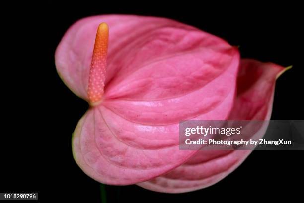 close up view of pink anthurium tropical plant, tokyo, japan. - plante tropicale photos et images de collection