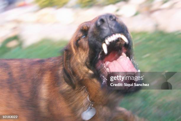 dog barking viciously - aggressive stock-fotos und bilder