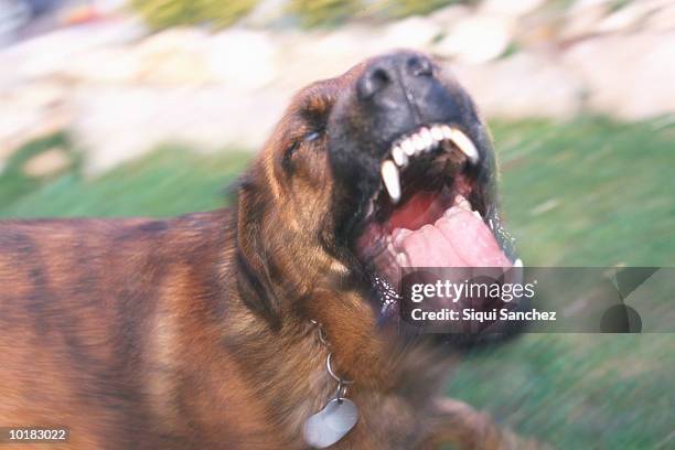 dog barking viciously - ladrando fotografías e imágenes de stock