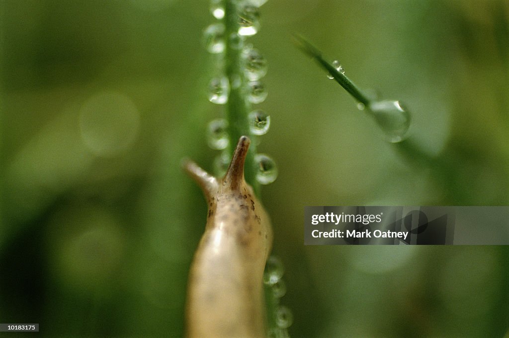 Gray Garden Slug (Deroceras reticulatum) on blade of grass, close-up