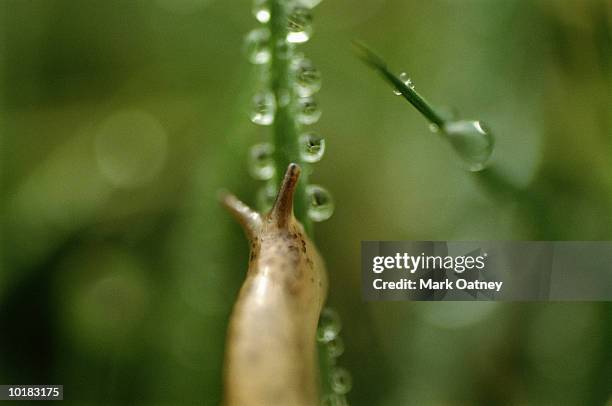 Gray Garden Slug On Blade Of Grass Closeup High-Res Stock Photo