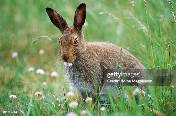 forest hare eating, sweden - arctic hare stock pictures, royalty-free photos & images