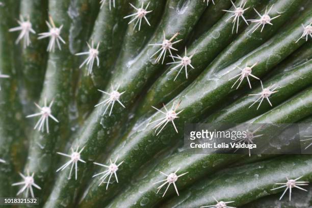 cactus leaf texture - imigrante stock-fotos und bilder