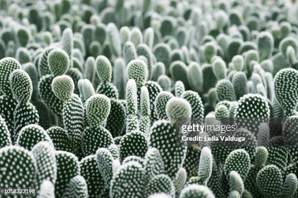 cactus planting - cactus plant stockfoto's en -beelden