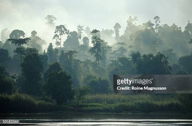 rainforest and river, borneo, malaysia - rainforest river stock pictures, royalty-free photos & images