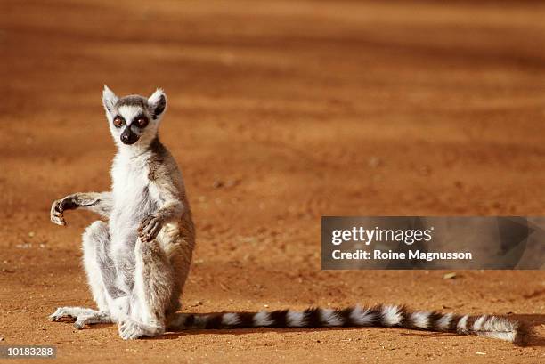 ring-tailed lemur madagascar - lemur stock-fotos und bilder