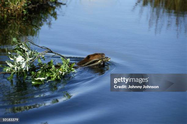 beaver hauls willow branch, alaska - willow stock pictures, royalty-free photos & images