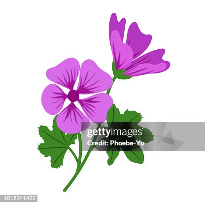 Mallow Vector Nature Flower Violet Mallow Vector Botanic Garden Floral Leaf Plant ...