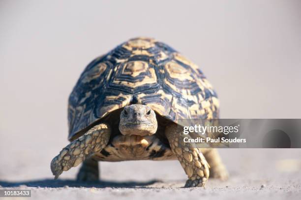 leopard tortoise (geochelone pardalis), botswana, africa - tortoise stock pictures, royalty-free photos & images