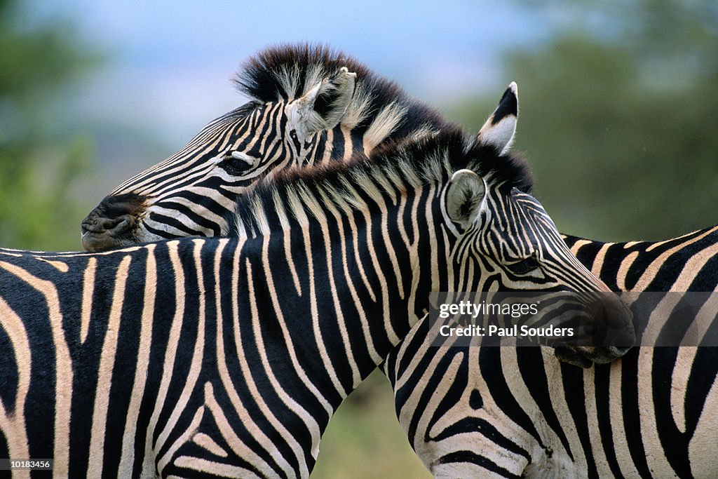 ZEBRAS STAND SIDE BY SIDE WHILE FEEDING