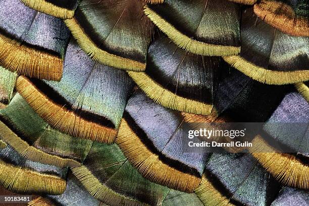 oscellated turkey feather - ocellated turkey stock pictures, royalty-free photos & images