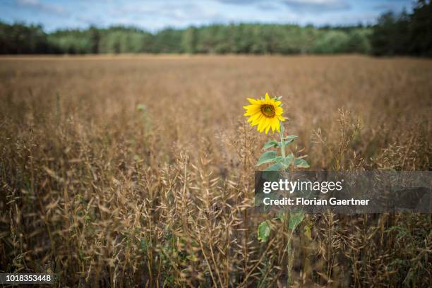 Single sunflower on a field is pictured on August 15, 2018 in Boxberg, Germany.