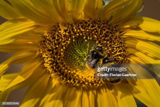 Two bumblebeee are pictured on a sunflower on August 15, 2018 in Boxberg, Germany.