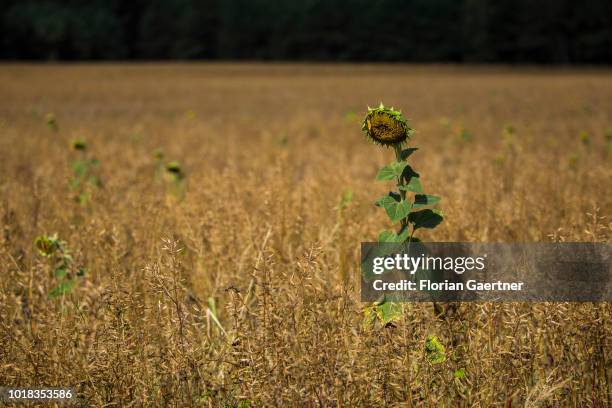 Desiccated single sunflower on a field is pictured on August 15, 2018 in Boxberg, Germany.