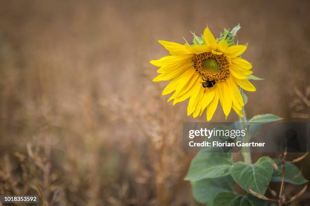 Bumblebee is pictured on a sunflower on August 15, 2018 in Boxberg, Germany.