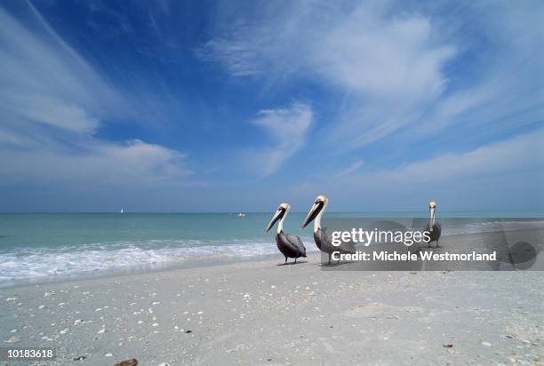 brown pelicans in breeding plumage, florida - sanibel island stock pictures, royalty-free photos & images