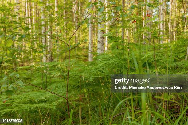 silver birches and green ferns in gla forest nature reserve, lenungshammar, western värmland, sweden. - silver fern stock pictures, royalty-free photos & images
