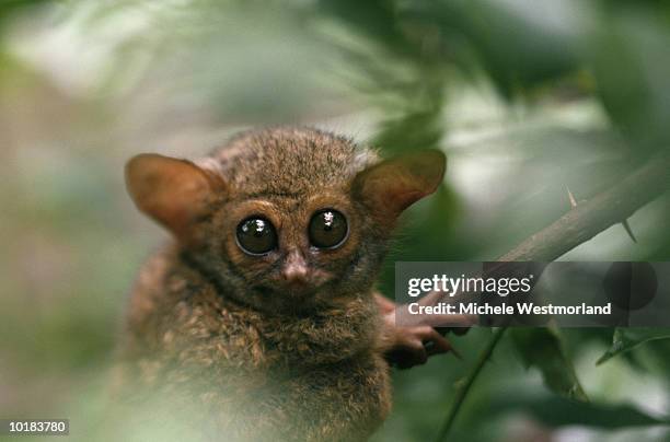 spectral tarsier (tarsius spectrum), sulawesi, indonesia - tarsier imagens e fotografias de stock