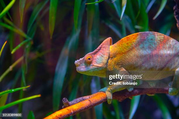 chameleon - kameleon stockfoto's en -beelden