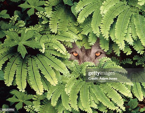 timber wolf (canis lupus) hiding in maidenhair ferns - camouflage stock pictures, royalty-free photos & images