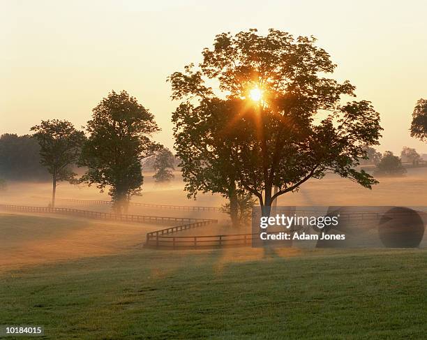 foggy sunrise on horse farm, kentucky, usa - kentucky farm stock pictures, royalty-free photos & images