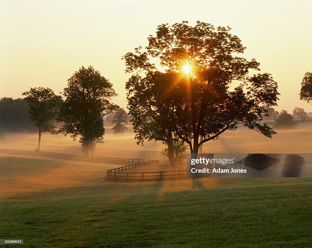FOGGY SUNRISE ON HORSE FARM, KENTUCKY, USA