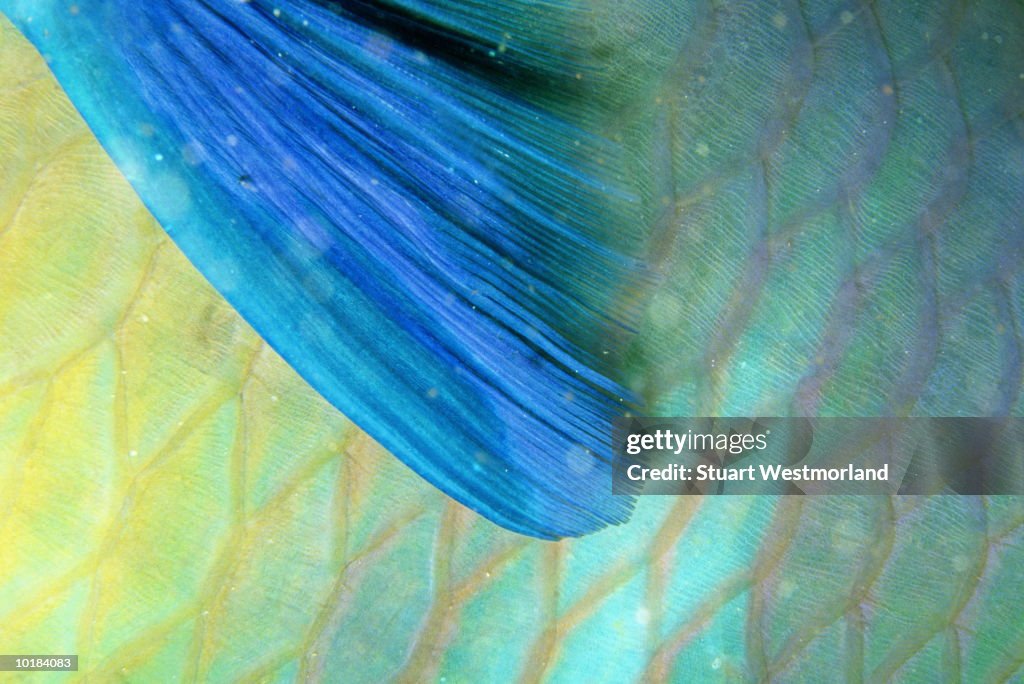 FIN DETAIL OF PARROTFISH, RED SEA