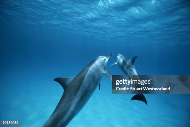 spinner dolphin baby & mother, red sea - animal joven fotografías e imágenes de stock