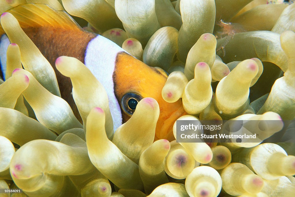 CLOWNFISH IN THE RED SEA, EGYPT