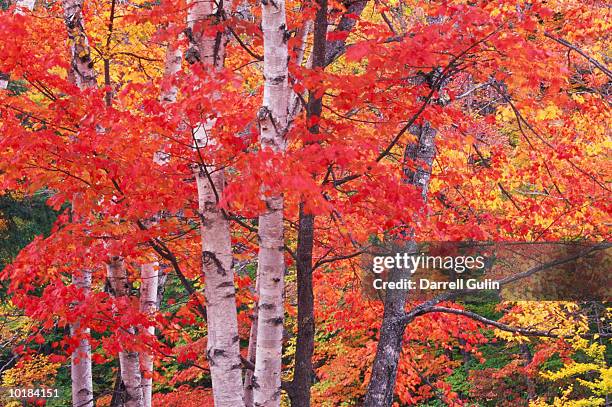 birch and red mapletrees, fall colors-nh - betula pendula stock pictures, royalty-free photos & images