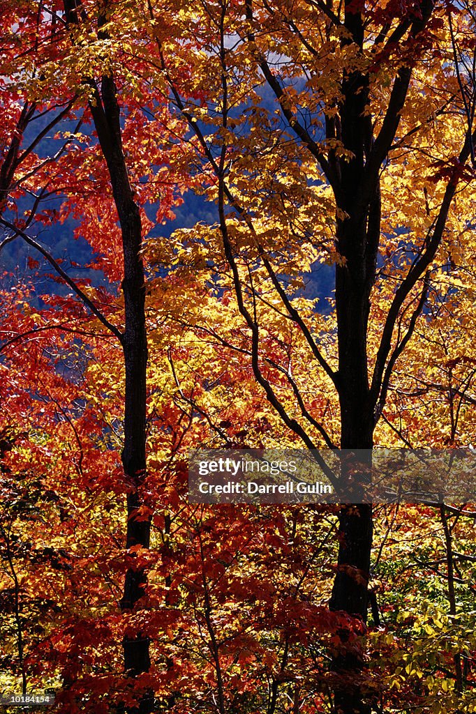 SUGAR AND RED MAPLE TREES, FALL COLORS-NH