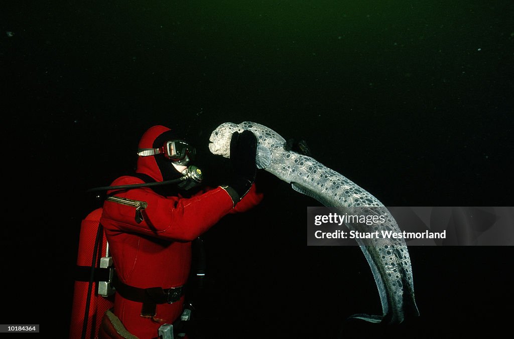 DIVER HOLDING LARGE & FRIENDLY WOLF EEL