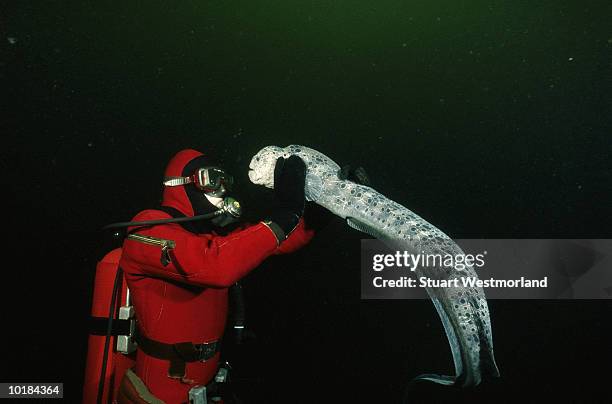diver holding large & friendly wolf eel - wolf eel stock pictures, royalty-free photos & images