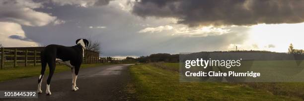 panoramic image of a great dane walking down a private country road - newbury england stock pictures, royalty-free photos & images