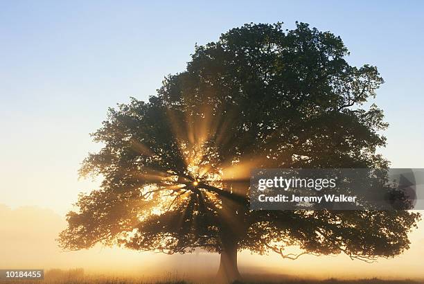 oak tree in mist at sunrise - oaks day 個照片及圖片檔