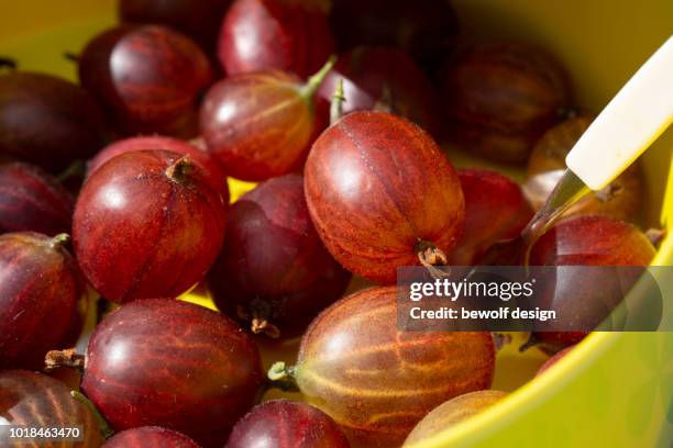 red gooseberries - grosella fotografías e imágenes de stock