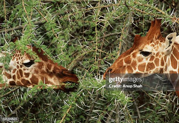 two giraffes eating from tree, close-up - herbivorous ストックフォトと画像
