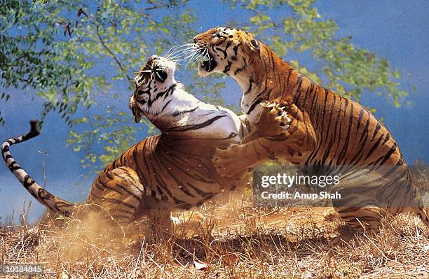 two tigers (panthera tigris) fighting - tiger animal stock pictures, royalty-free photos & images