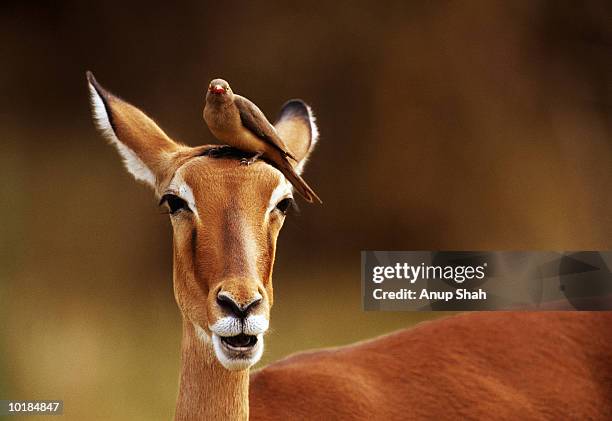 impala, oxpecker bird on head - comportamiento de animal fotografías e imágenes de stock