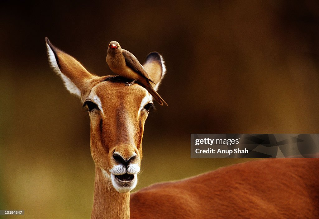 IMPALA, OXPECKER BIRD ON HEAD