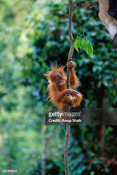 orang utan (pongo pygmaeus) on vine - sumatra indonesia stockfoto's en -beelden
