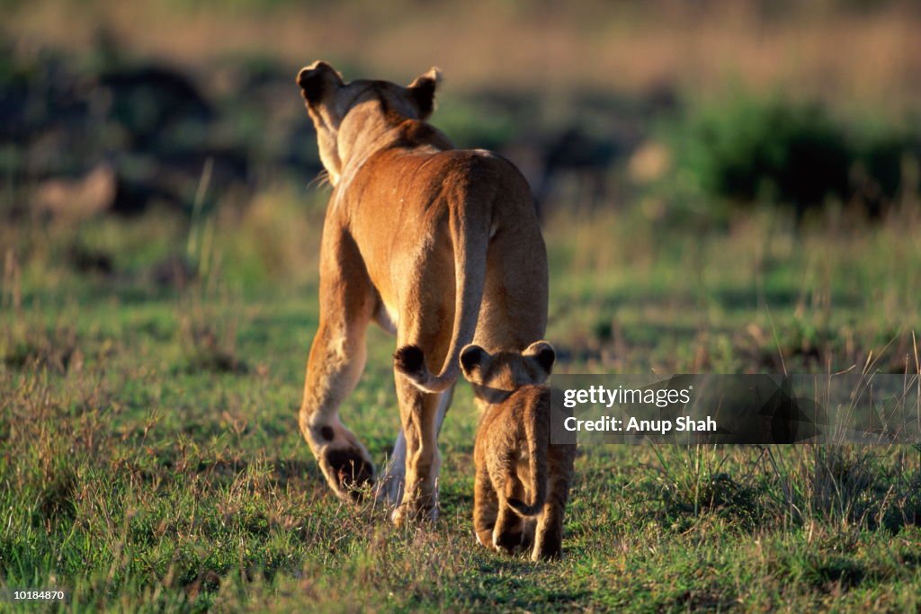 LION (PANTHERA LEO) WITH YOUNG, REAR VIEW