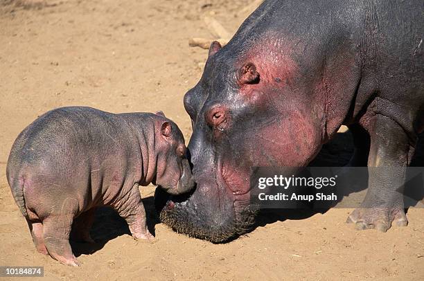 hippopotamus with young, maasai mara nat. park, kenya - baby hippo stock pictures, royalty-free photos & images