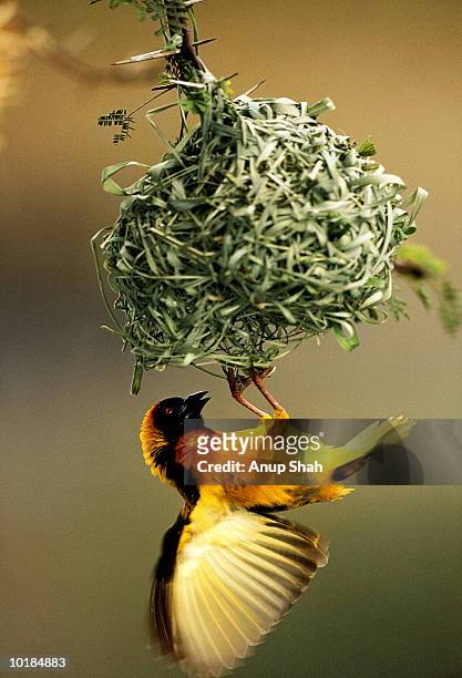 weaverbird and nest - weaverbird stock pictures, royalty-free photos & images