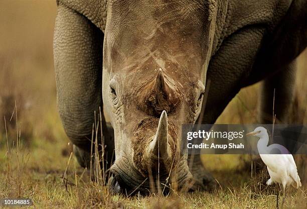 rhinoceros (diceros bicornis), close-up - nashorn stock-fotos und bilder