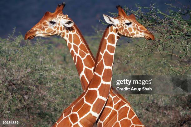 male giraffes (giraffa camelopardis) locking necks - girafe photos et images de collection