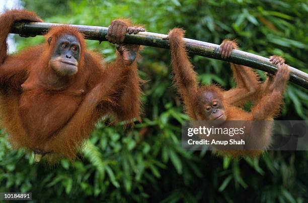 orangutans hanging from branch - monkey hanging stock pictures, royalty-free photos & images