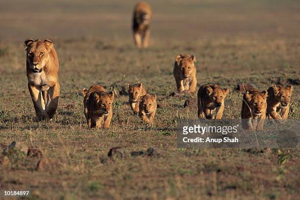 lioness with cubs (panthera leo) - löwenrudel stock-fotos und bilder