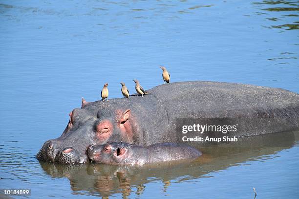 hippopotamus (hippopotamus amphibius)  and young in river - baby hippo stock pictures, royalty-free photos & images
